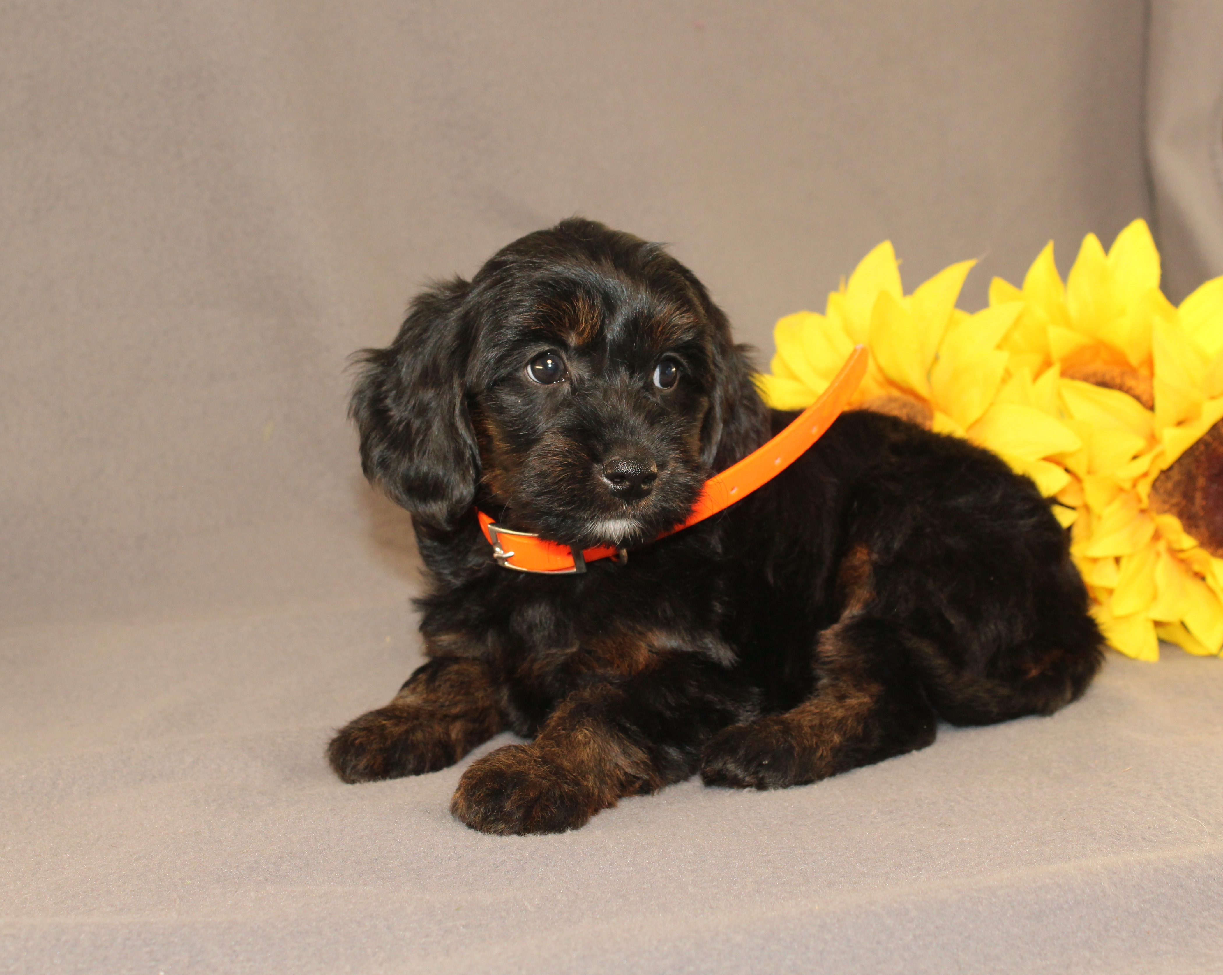 puppy, for, sale, Mini Cavagoldendoodle, Ivan J. Stoltzfus, dog, breeder, Dornsife, PA, dog-breeder, puppy-for-sale, forsale, nearby, find, puppyfind, locator, puppylocator, aca